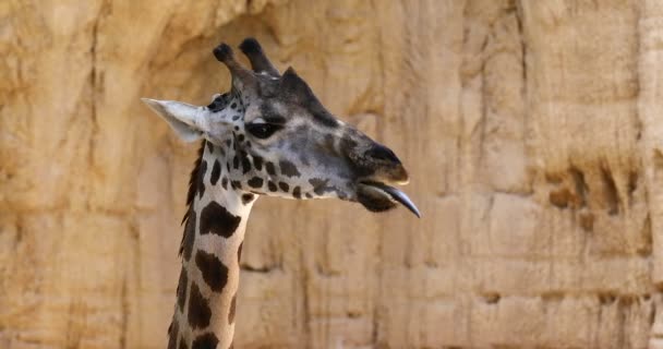 Slow Motion Closure up of a Giraffe Head — стоковое видео