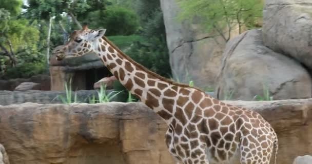 Giraffes walking at the nature — Stock Video