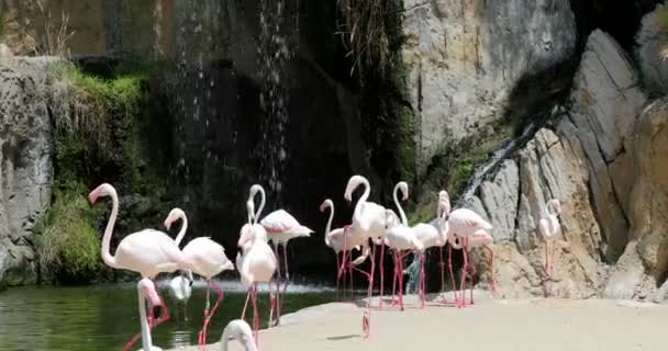 Группа фламинго 6 — стоковое видео