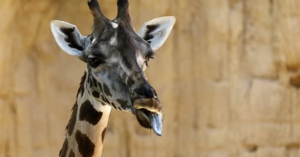 Hautnah Schönes Detail Giraffenkopf — Stockvideo