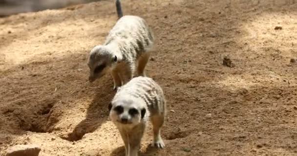 Two Meerkats Walking Sand — Stock Video