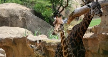 Zürafalar aile doğa üzerinde uzun uzun düşünmek