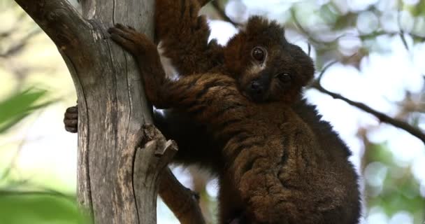 Lemur Vientre Rojo Mirando Alrededor Del Árbol — Vídeo de stock