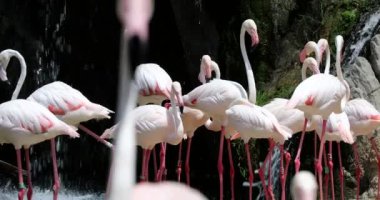 tropikal orman şelale yakınındaki dinlenme flamingolar grup