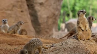 Grup çöl faresi suricates uyanık