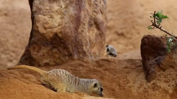 Group Meerkat Diging Sand — Stock Video