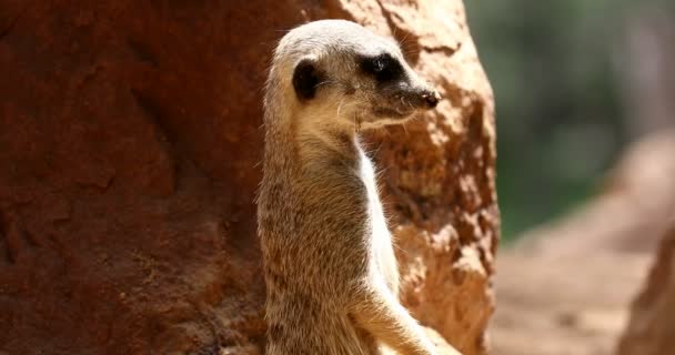 Suricata en cámara lenta sobre la naturaleza — Vídeo de stock