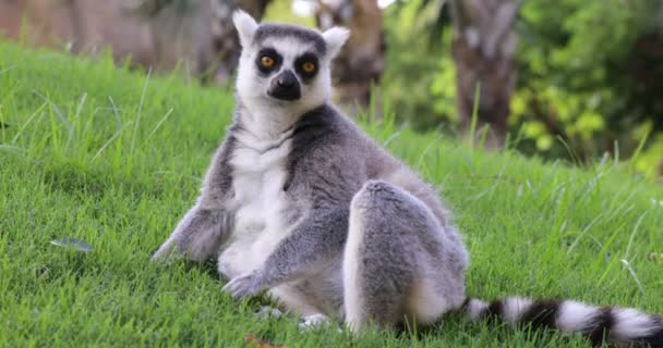 Ring Tailed Lemur Resting — Stock Video
