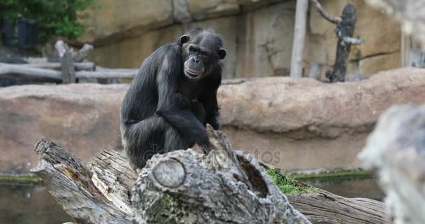 黑猩猩Chimpanzee — 图库视频影像