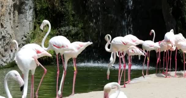 Gruppe Von Flamingos Rastet Der Nähe Des Wasserfalls Tropischen Wald — Stockvideo