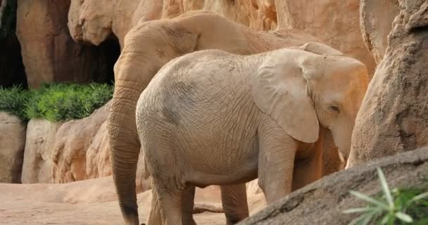 grande famille d'éléphants africains 