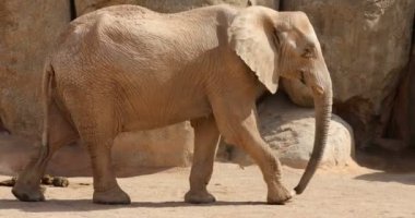 büyük Afrika fili aile