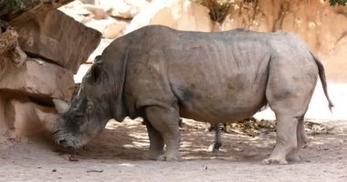 Büyük beyaz erkek rhino besleme