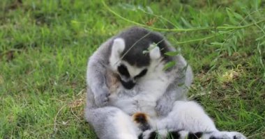 Ring-tailed lemur dinlenme