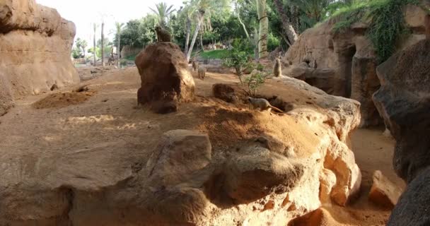 Arena de excavación de suricata — Vídeos de Stock