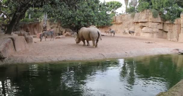 Rinoceronte con cebra — Vídeo de stock