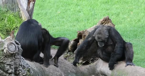 Chimpansee Familie Rust Natuur — Stockvideo