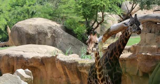 Zürafalar uzun uzun düşünmek — Stok video