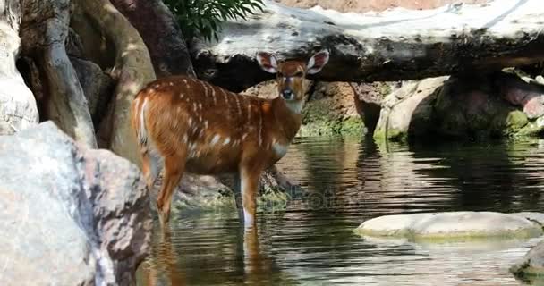 Young deer — Stock Video