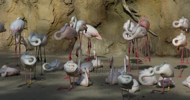 Flamingolar grubu — Stok video