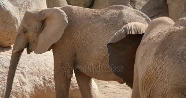 Afrikaanse olifant 3 — Stockvideo