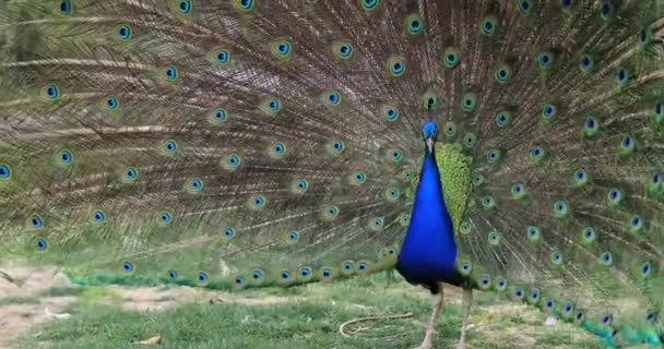 Retrato de un hermoso pavo real con plumas — Vídeo de stock