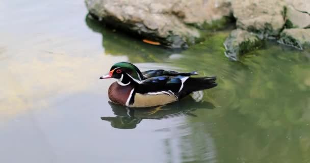 Canard nageant dans l'étang — Video
