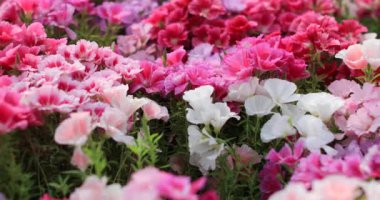 Çiçek buketi dekoratif süsler