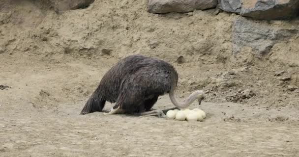 Страус осматривает свои яйца в гнезде — стоковое видео
