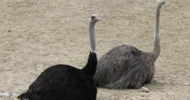 Savanada oturan bir çift devekuşu