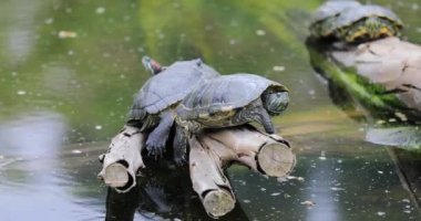 Kaplumbağalar aile güneşlenme