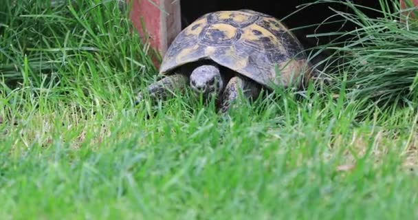 Sköldpadda på en gräsmatta äta grönt gräs — Stockvideo