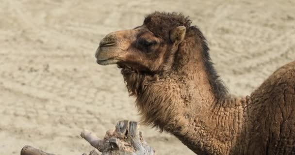坐在地面上的骆驼的侧面视图 — 图库视频影像