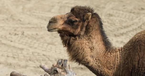 Side view of camel sitting on ground — Stock Video