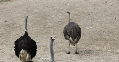 Savanada bir devekuşu sürüsi