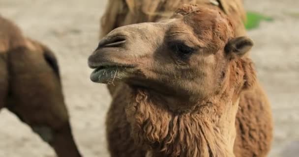 Camel headshot in desert — Stock Video