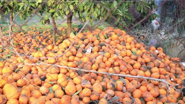 Uma enorme quantidade de tangerina apodrecendo deitada sob as árvores — Vídeo de Stock