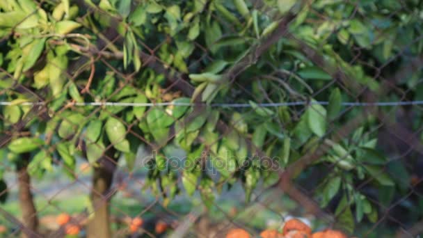 Огромное количество гниющего мандарина лежит под деревьями — стоковое видео