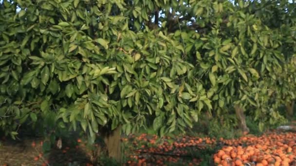 Mnóstwo tangerina gnije pod drzewami — Wideo stockowe