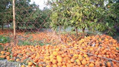 Birçok mandalina zemin ve çürüyen düşmüş
