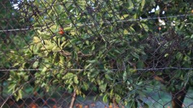 Bir meyve bahçesi yerdeki çürük tangerina