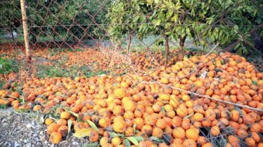 Şımarık, çürümüş tangerene bir yığın hasat zamanı, kış yığılmış