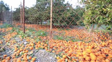 Şımarık, çürümüş tangerene bir yığın hasat zamanı, kış yığılmış