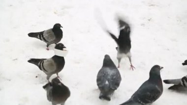 Güvercinler kar üzerinde