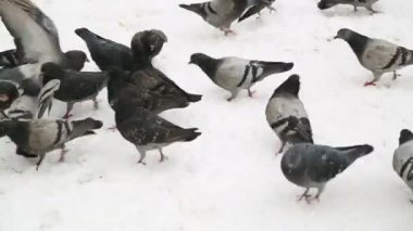 Güvercinler sfeeding kar üzerinde grup