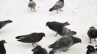 Vahşi doğa 3 karda güvercin