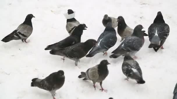 Tourterelle sauvage dans la neige sur la nature — Video