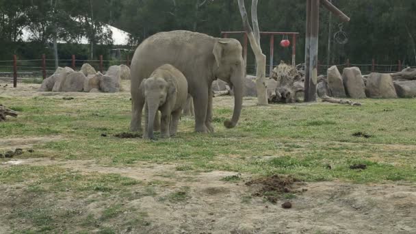 Семья слонов — стоковое видео