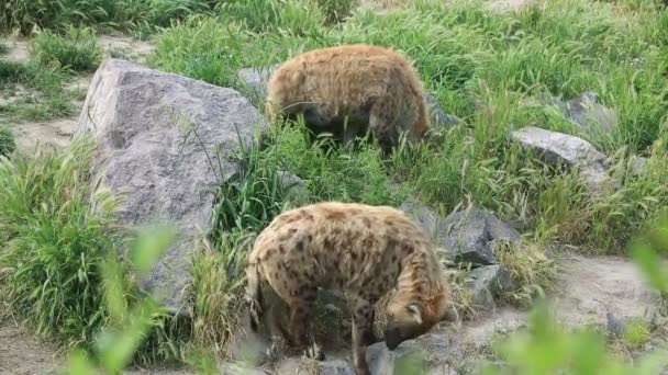 Family of hyenas 7 — Stock Video