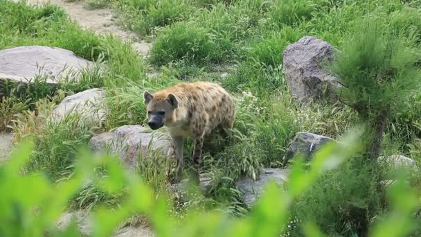 Gevlekte hyena 3 — Stockvideo